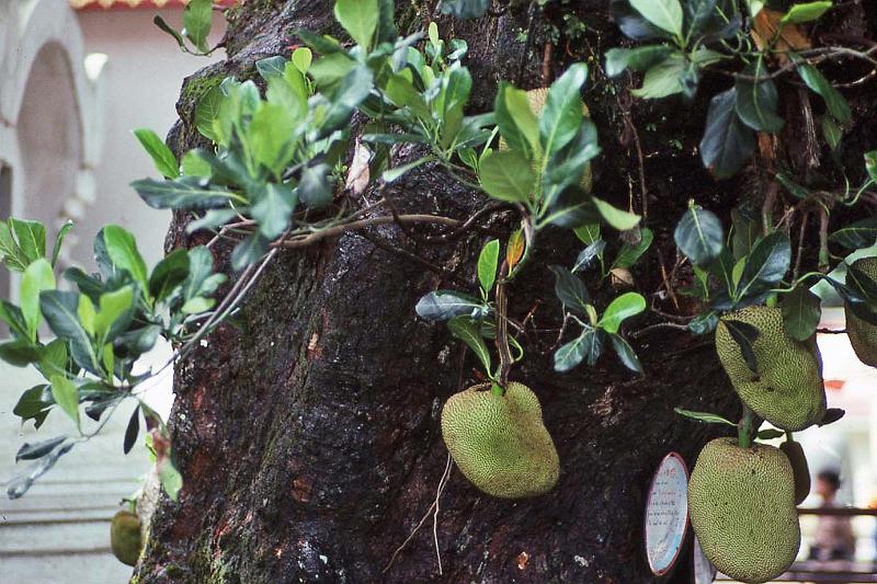 WT 0800 129-07 Thailand Jack Fruit Tree.jpg
